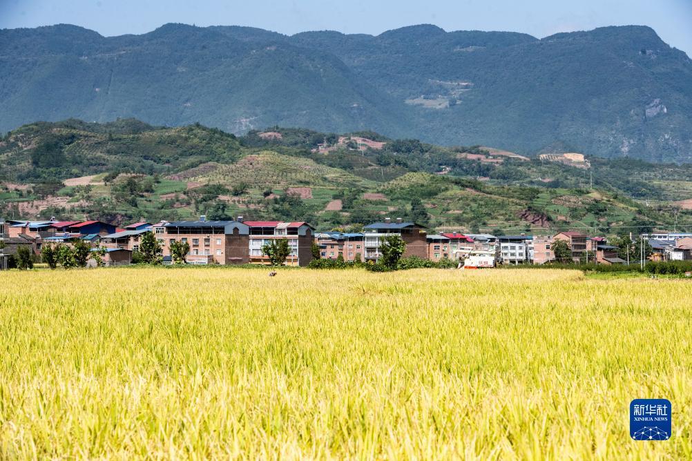 白菜冠军论坛